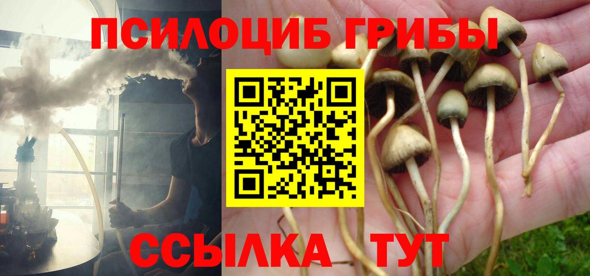 Псилоцибиновые грибы Cubensis Мурино